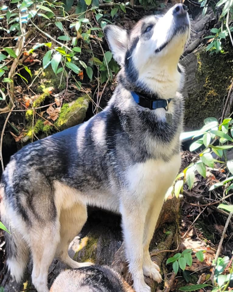 Teko, a Siberian Husky tested with EmbarkVet.com