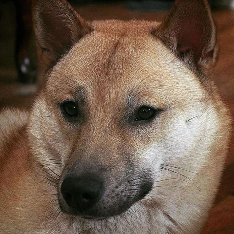 Cúchulainn, a Kishu Ken tested with EmbarkVet.com