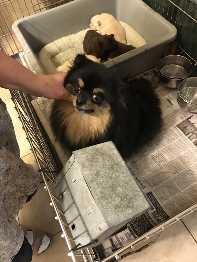 Egypt, a Pomeranian tested with EmbarkVet.com