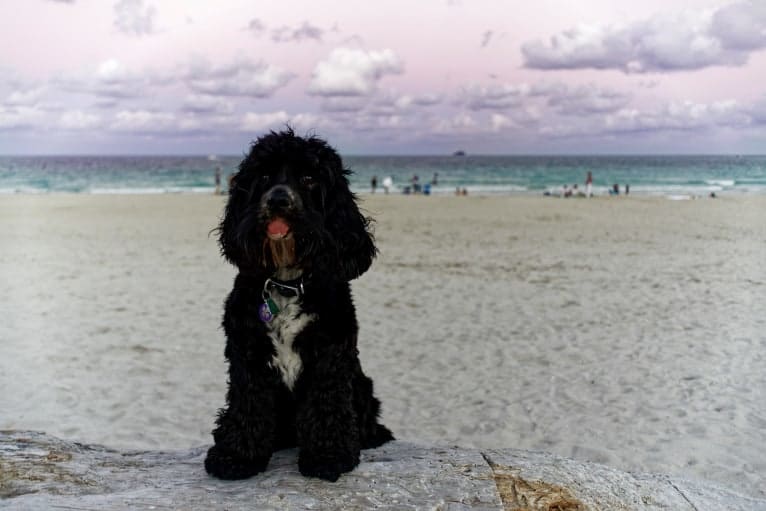 Miles Davis, a Cocker Spaniel tested with EmbarkVet.com