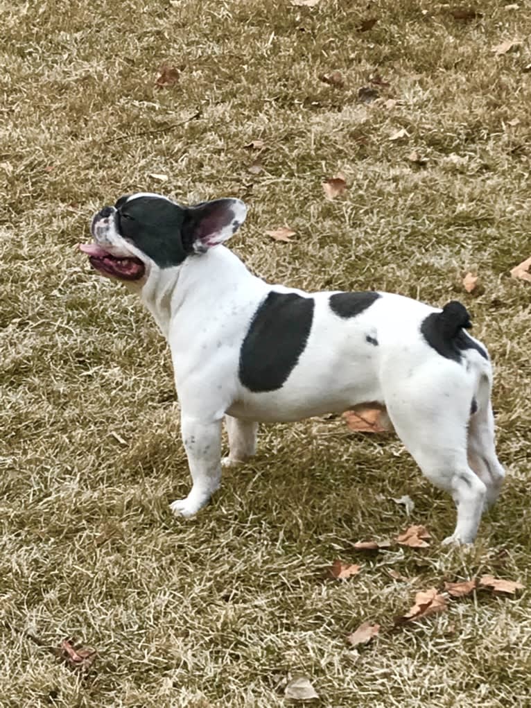 Mordecai Von Bruno, a French Bulldog tested with EmbarkVet.com