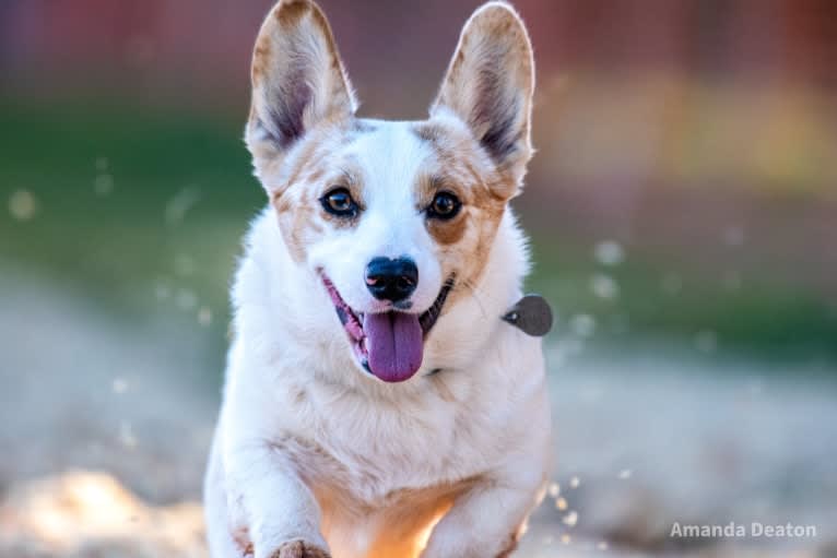 Bonnie, a Pembroke Welsh Corgi tested with EmbarkVet.com