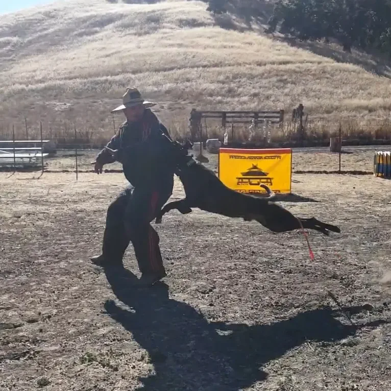 Static, a Dutch Shepherd tested with EmbarkVet.com