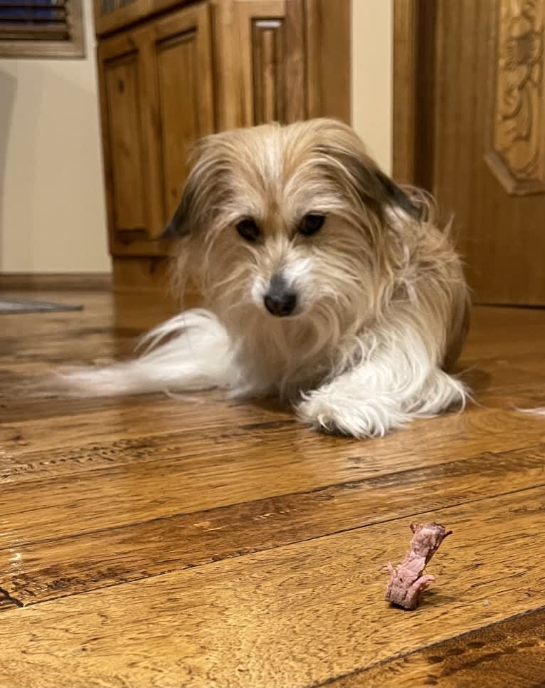 Winham’s Cowboy Cody of Cowgirl Cotons, a Coton de Tulear tested with EmbarkVet.com