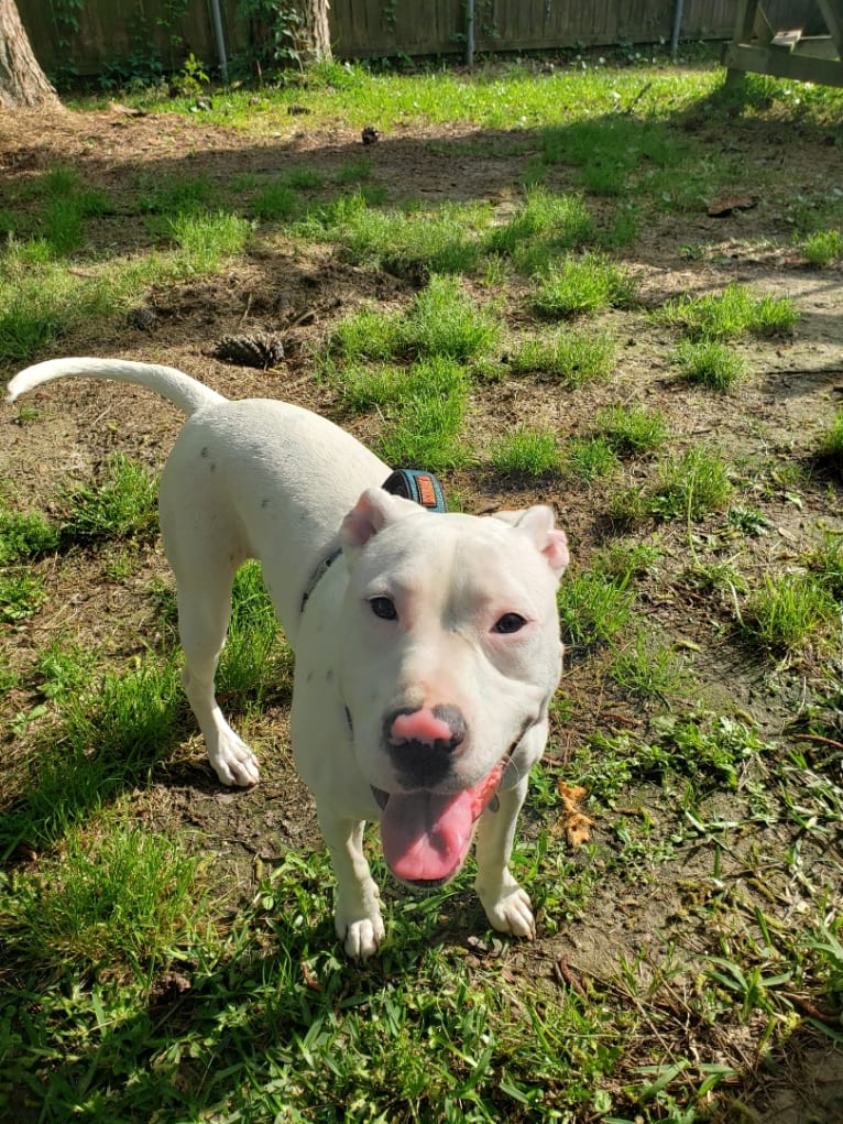 Jussie, an American Pit Bull Terrier and American Staffordshire Terrier mix tested with EmbarkVet.com
