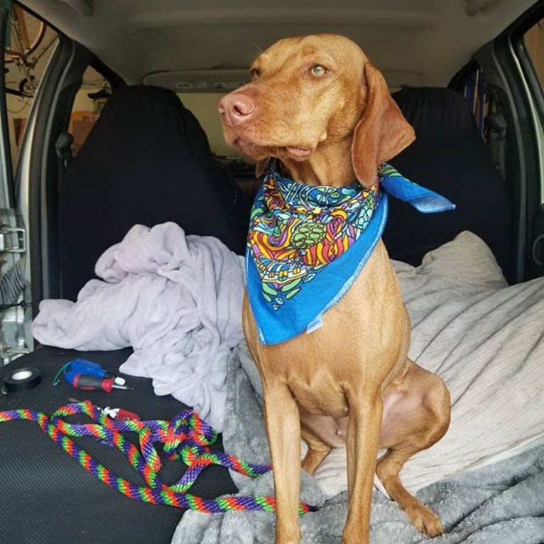 June (short for Juniper), a Vizsla tested with EmbarkVet.com