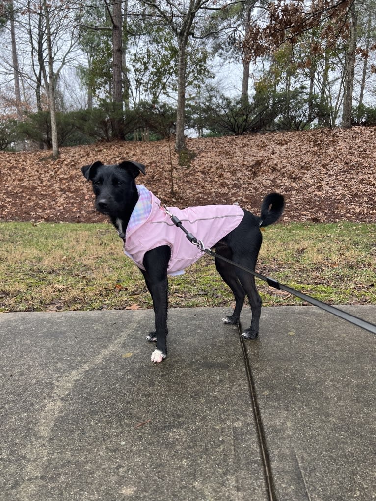 Luna, a Mountain Cur and Russell-type Terrier mix tested with EmbarkVet.com