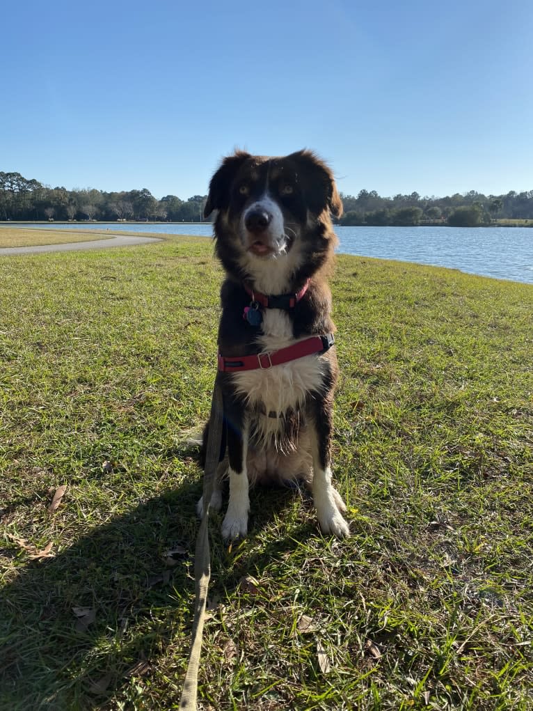 Hazelnut, a Border Collie and Siberian Husky mix tested with EmbarkVet.com