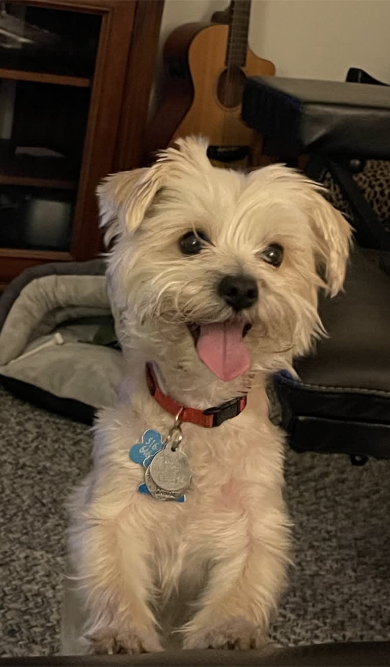 Freddie, a Morkie tested with EmbarkVet.com