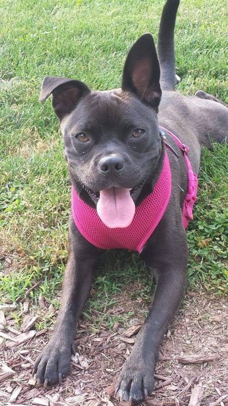 Layla, an American Pit Bull Terrier and Pug mix tested with EmbarkVet.com