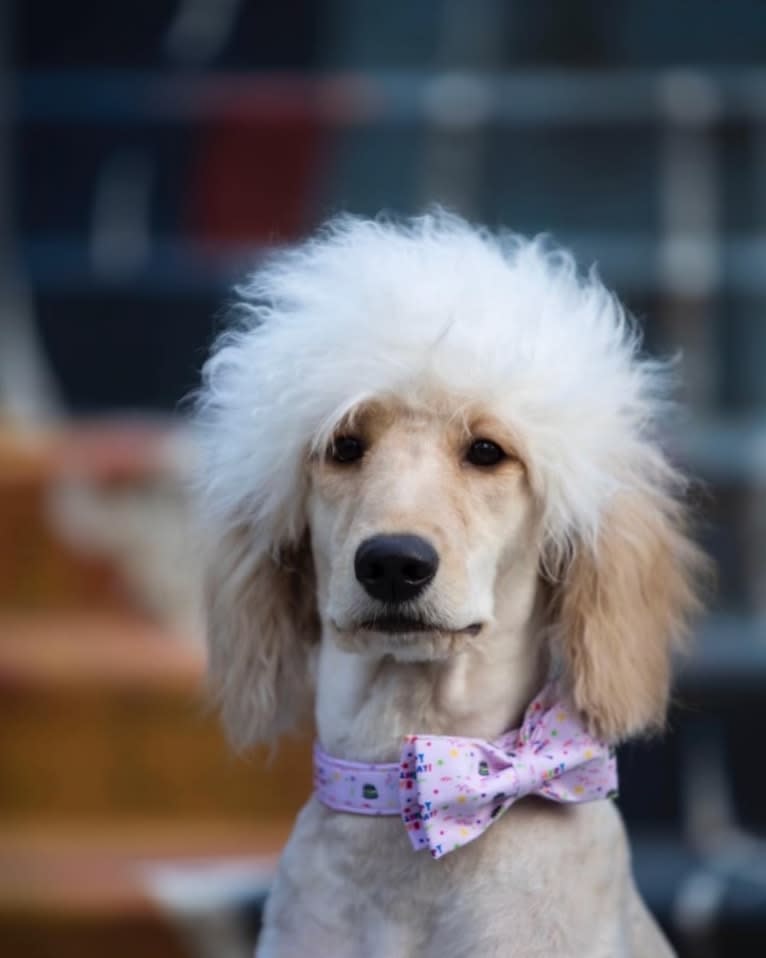 Lucy, a Goldendoodle tested with EmbarkVet.com