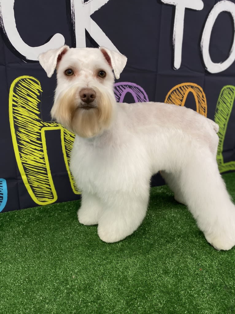 Watson, a Miniature Schnauzer tested with EmbarkVet.com