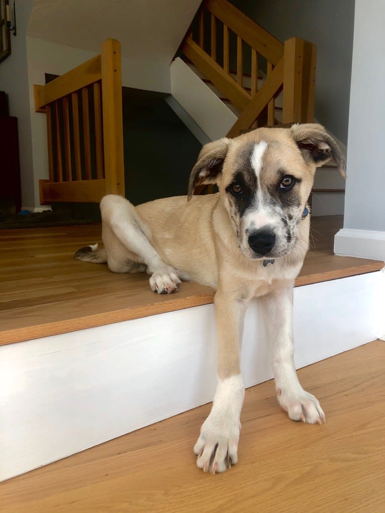 Miller, a Great Pyrenees and Mountain Cur mix tested with EmbarkVet.com