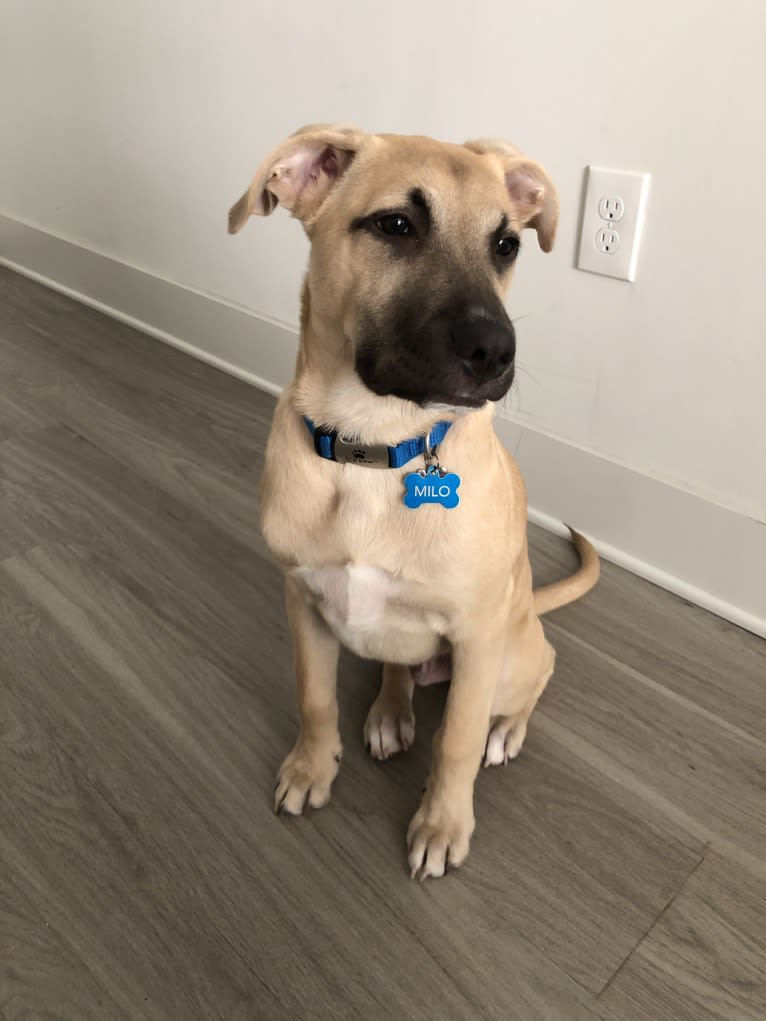 Milo, an American Pit Bull Terrier and Labrador Retriever mix tested with EmbarkVet.com