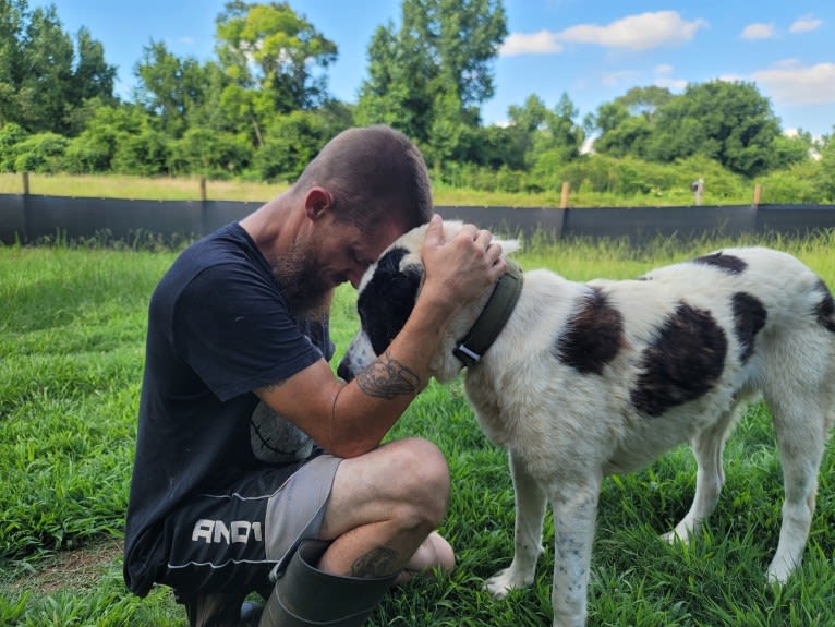 Zhang, a Central Asian Shepherd Dog tested with EmbarkVet.com