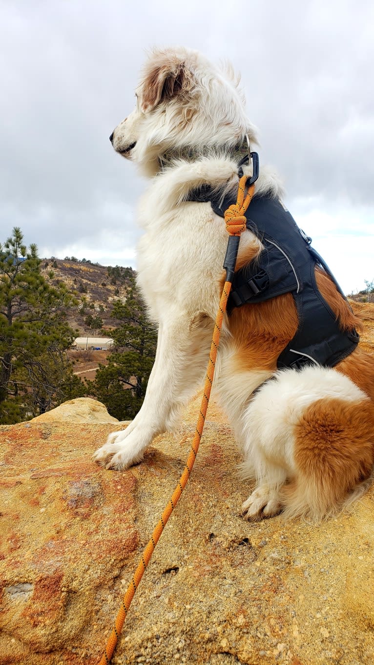 LIKE A RIVER FLOWS "Leilo", a Great Pyrenees and Australian Shepherd mix tested with EmbarkVet.com