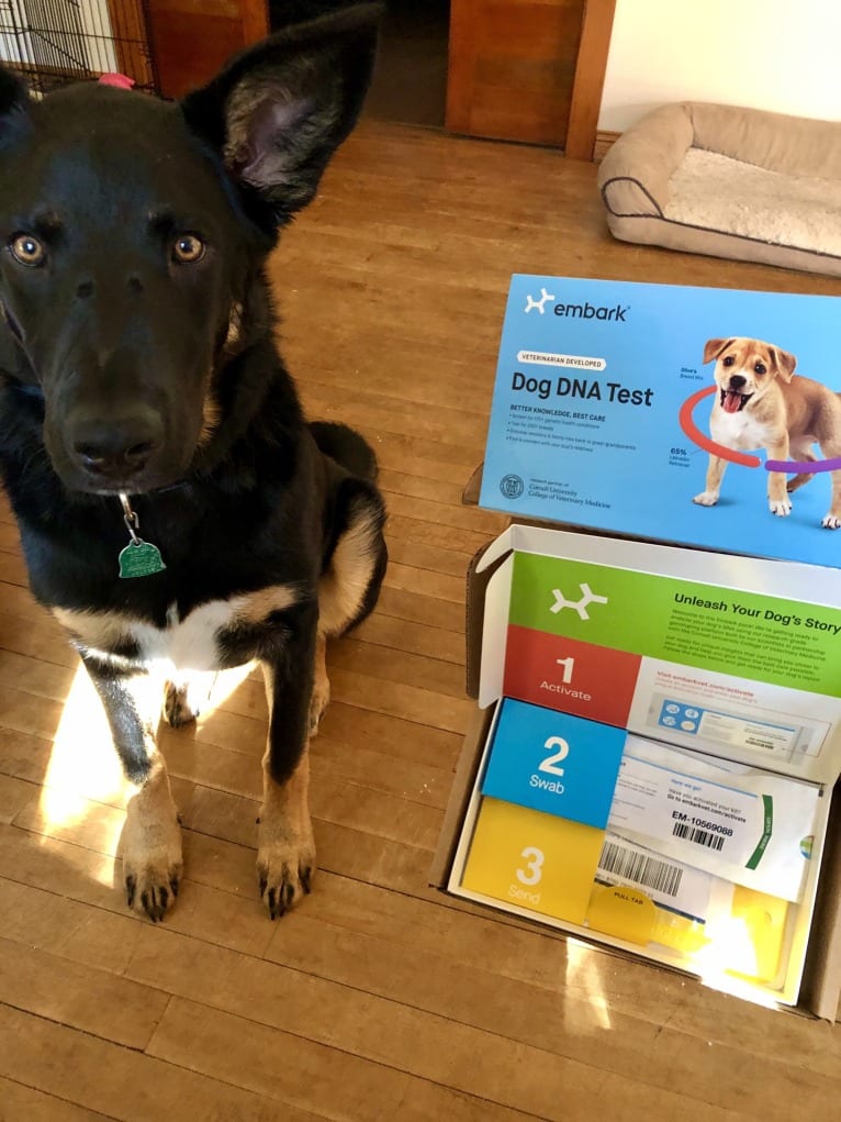 Emmett, a German Shepherd Dog and Australian Cattle Dog mix tested with EmbarkVet.com