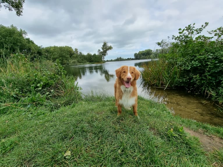 Abu, a Nova Scotia Duck Tolling Retriever and Bernese Mountain Dog mix tested with EmbarkVet.com