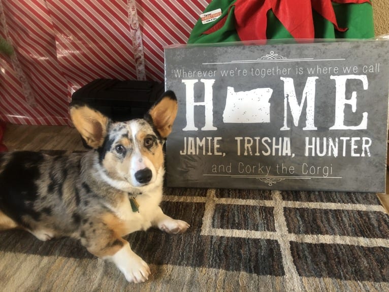 Corky, a Pembroke Welsh Corgi and Dachshund mix tested with EmbarkVet.com