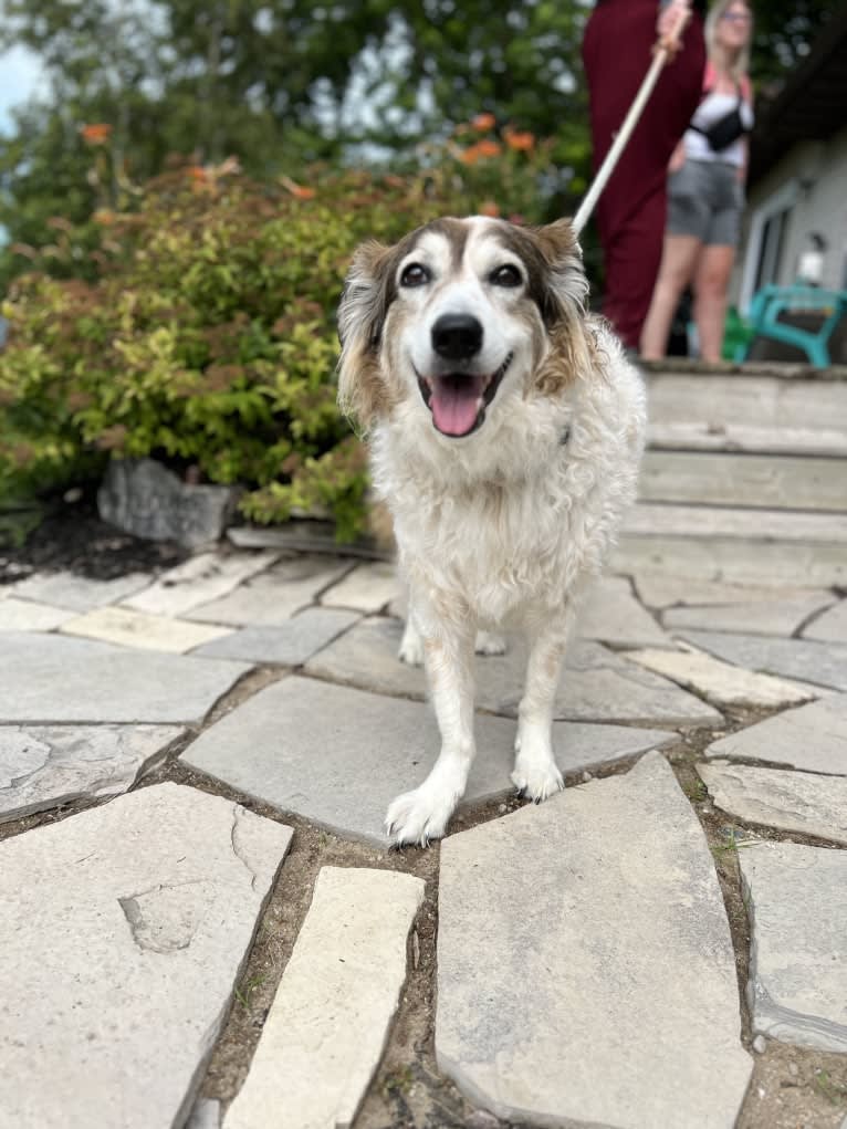 Zoey, a Border Collie and Maremma Sheepdog mix tested with EmbarkVet.com