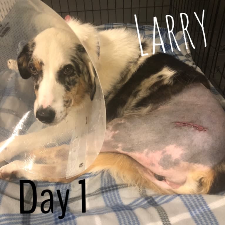 Larry, an Australian Shepherd and Great Pyrenees mix tested with EmbarkVet.com