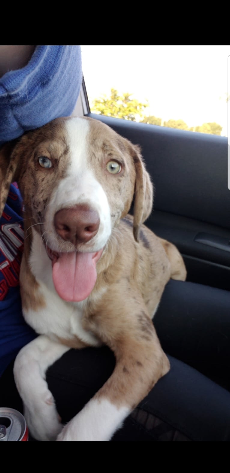 Theodore, a Labrador Retriever and Catahoula Leopard Dog mix tested with EmbarkVet.com