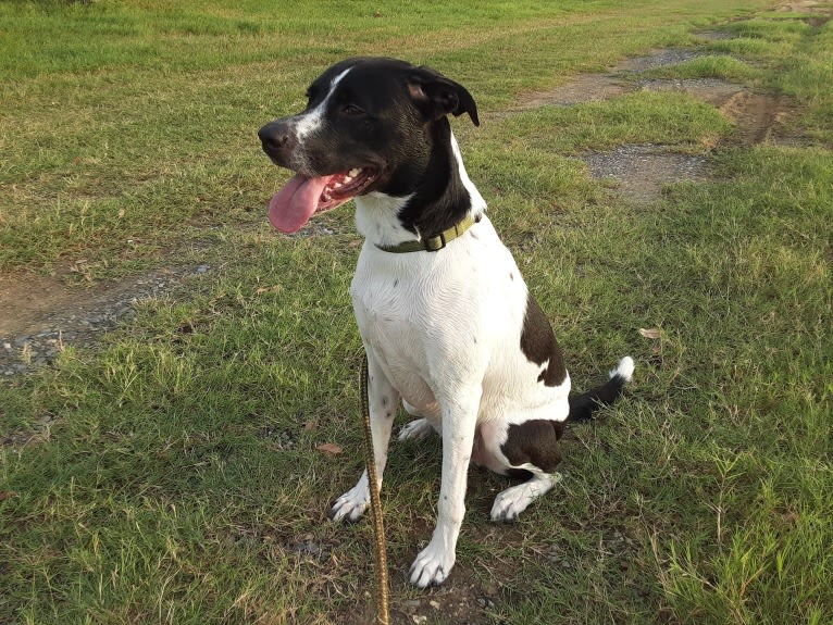 PATIENCE, a Labrador Retriever and American Pit Bull Terrier mix tested with EmbarkVet.com