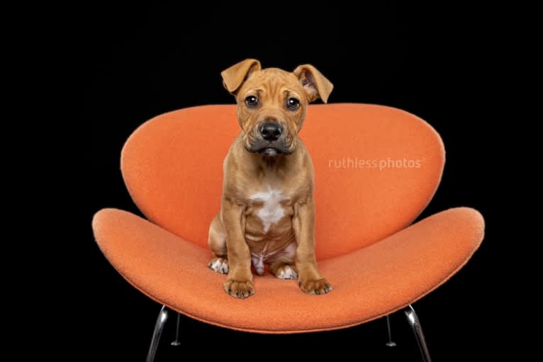 Ginger Ninja, a Staffordshire Bull Terrier and Boxer mix tested with EmbarkVet.com