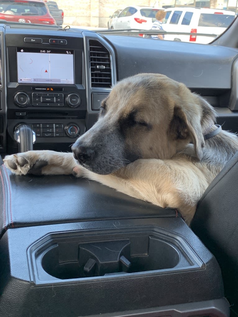 Charlie, a West Asian Village Dog tested with EmbarkVet.com