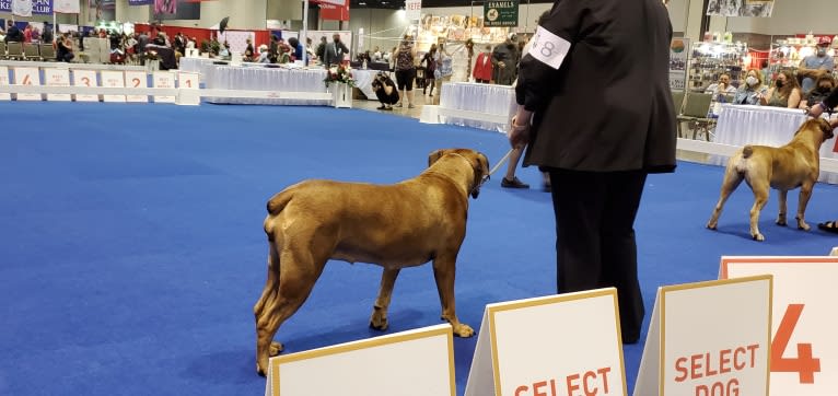 Zaylee, a Boerboel tested with EmbarkVet.com