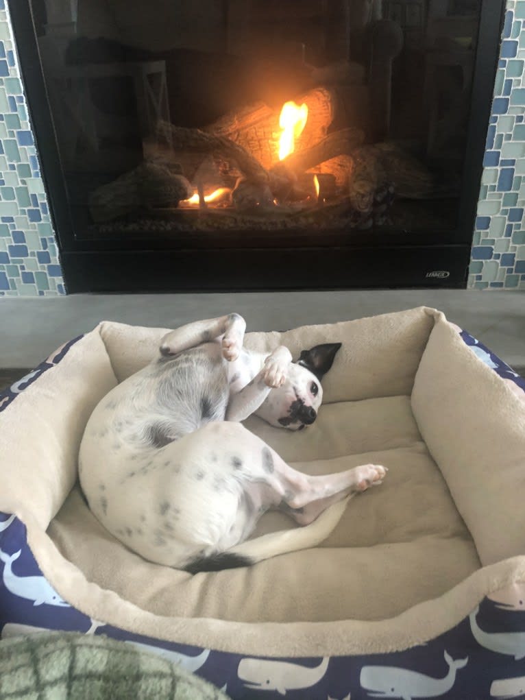 Nemo, a Mountain Cur and Chihuahua mix tested with EmbarkVet.com