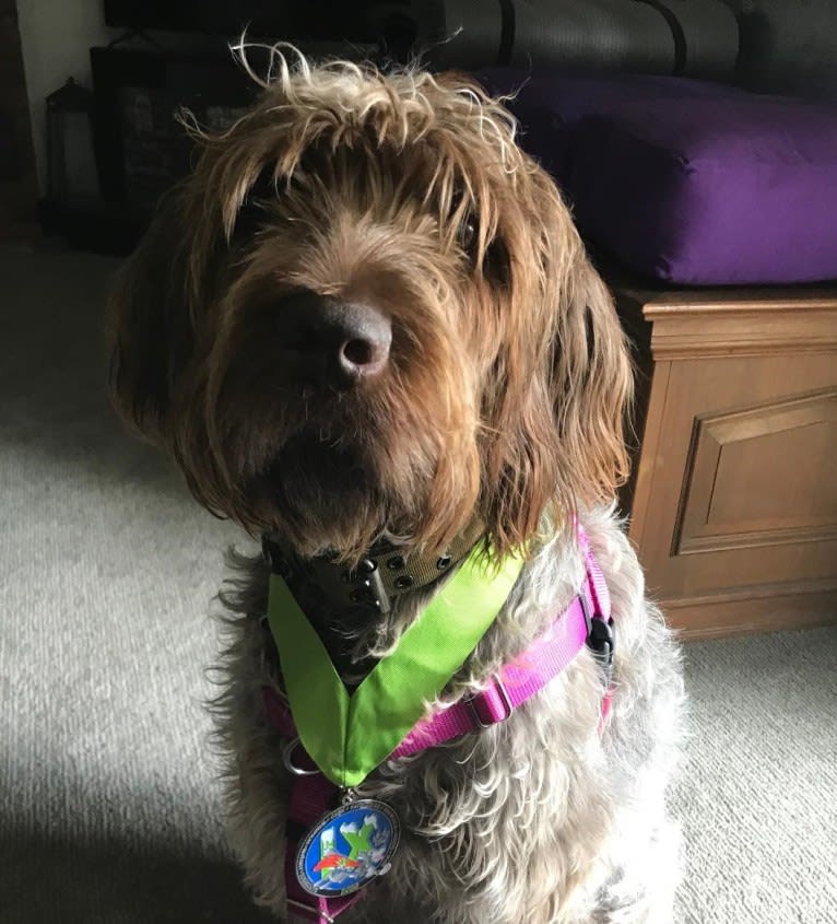 Photo of Artemis, a Wirehaired Pointing Griffon  in St Paul, OR, USA
