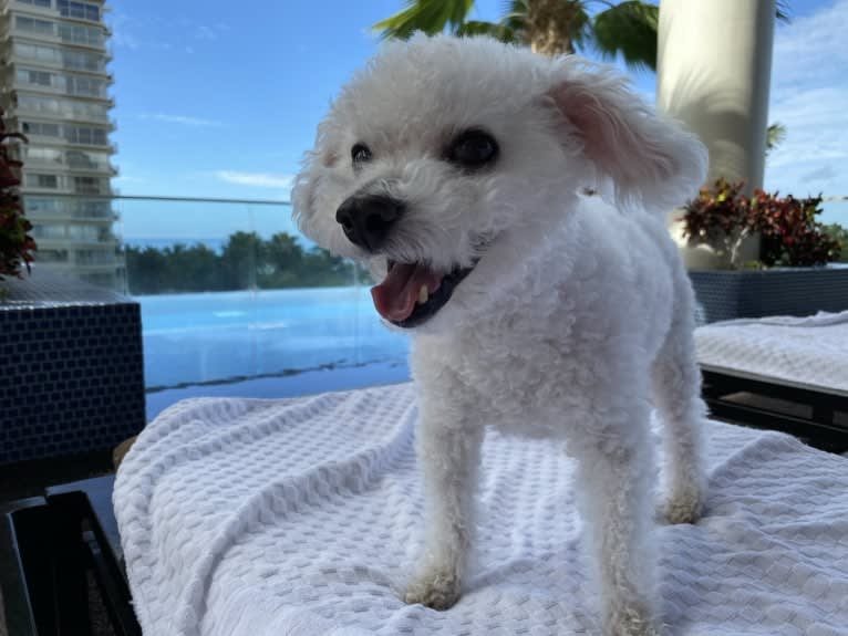 Coconut, a Bichon Frise tested with EmbarkVet.com