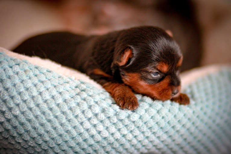 Rosie, a Yorkshire Terrier tested with EmbarkVet.com