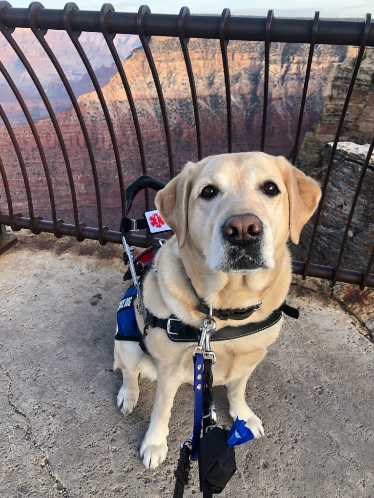 Brae, a Labrador Retriever tested with EmbarkVet.com