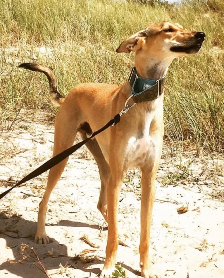 Helmut, an Arabian Village Dog tested with EmbarkVet.com