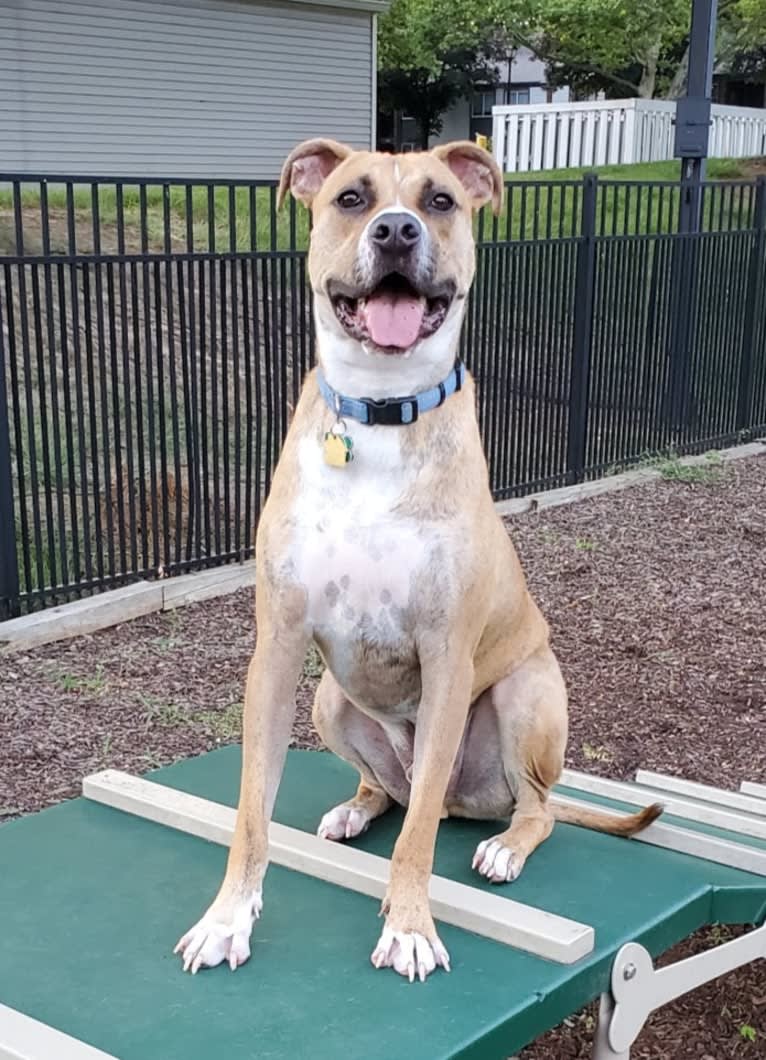 Coffee, an American Pit Bull Terrier and Boxer mix tested with EmbarkVet.com