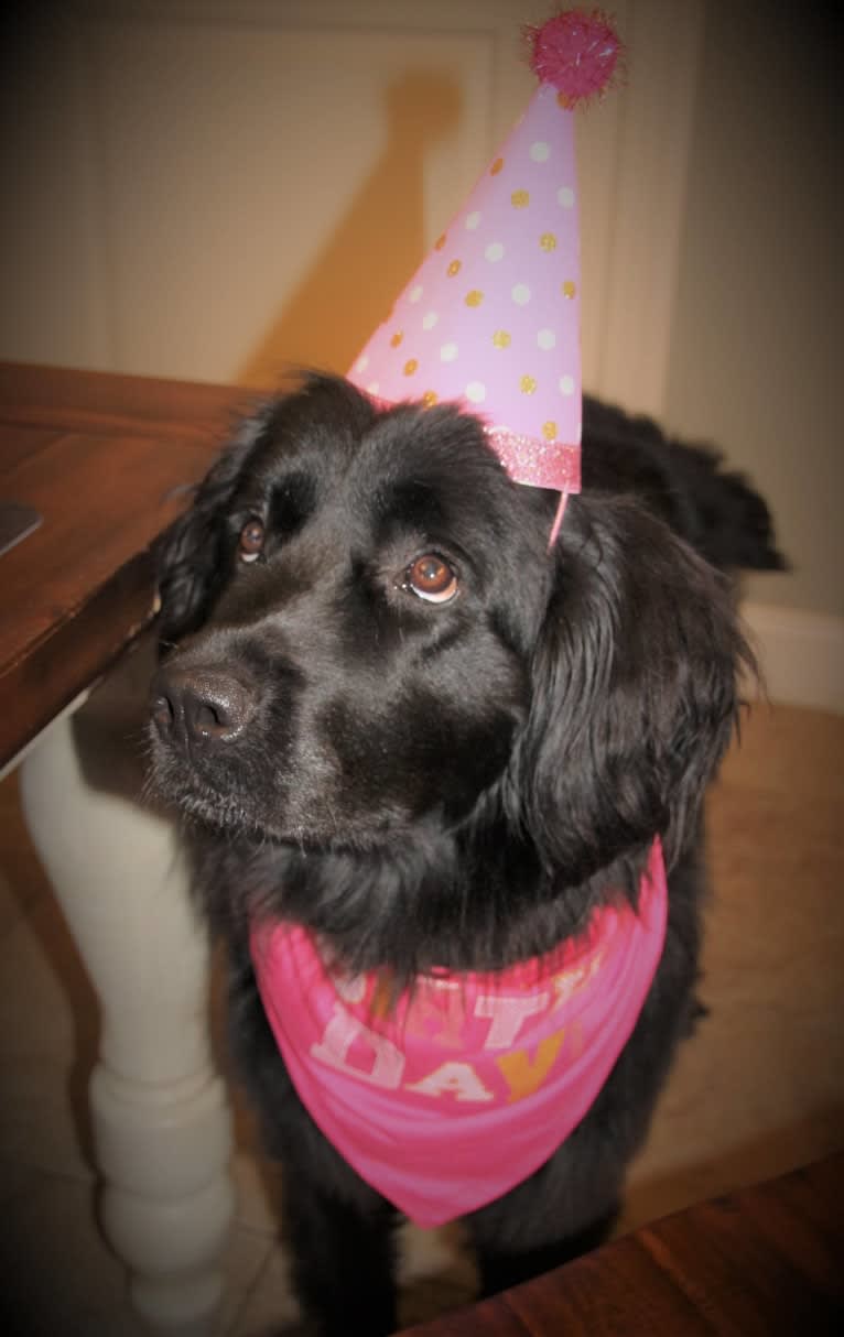 Molly, a Newfoundland tested with EmbarkVet.com