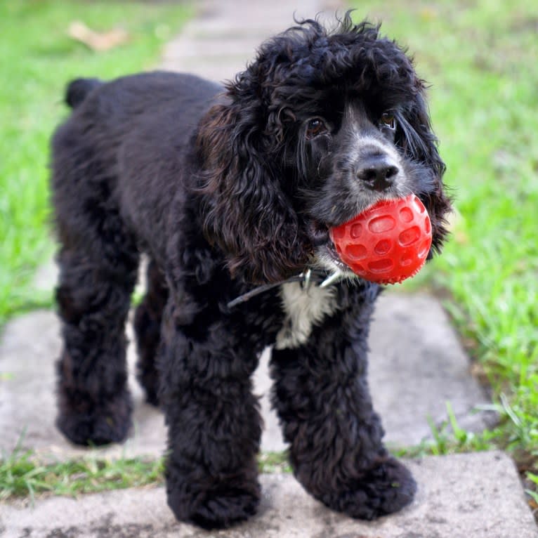 Miles Davis, a Cocker Spaniel tested with EmbarkVet.com