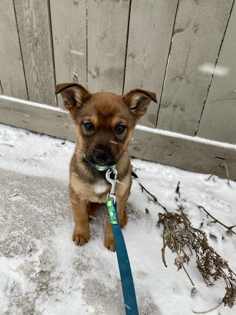 Alemã, a German Shepherd Dog and Australian Cattle Dog mix tested with EmbarkVet.com