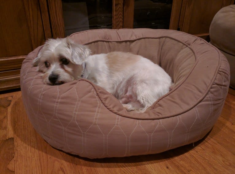 Sammy, a Poodle (Small) and Miniature Schnauzer mix tested with EmbarkVet.com