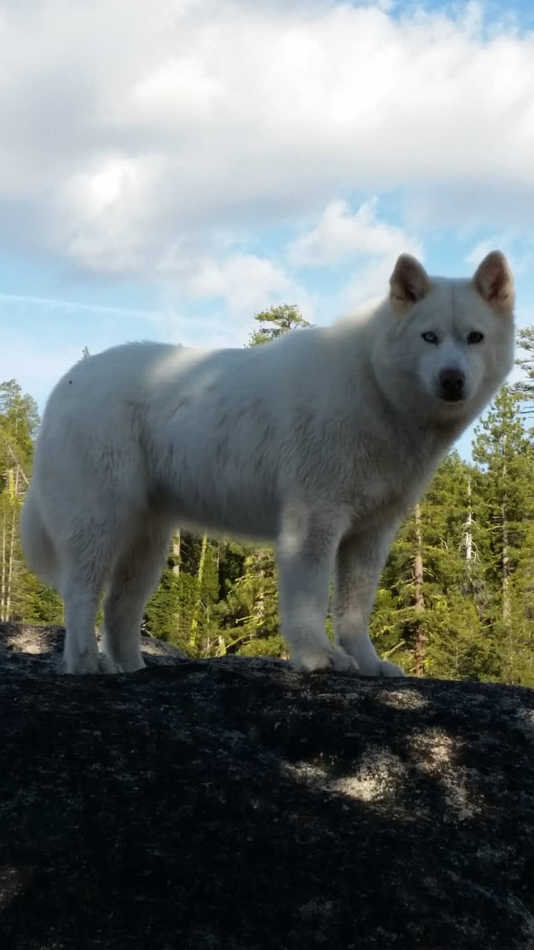 Meeshka, a Siberian Husky tested with EmbarkVet.com