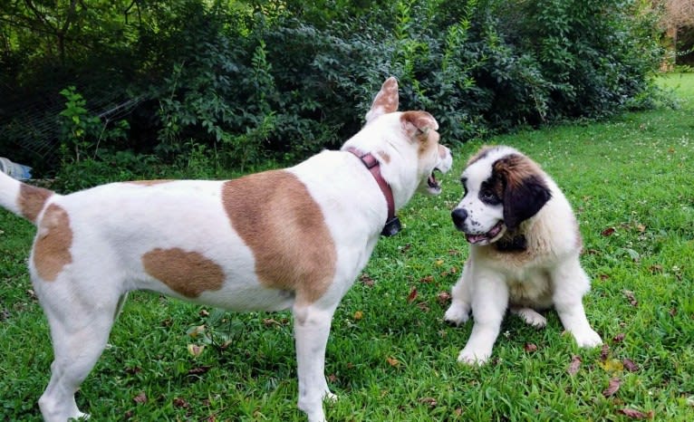 Akatsuki, an Alaskan Malamute and American Pit Bull Terrier mix tested with EmbarkVet.com