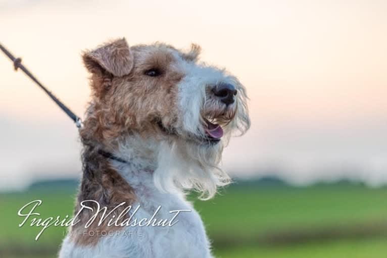 William, a Wire Fox Terrier tested with EmbarkVet.com