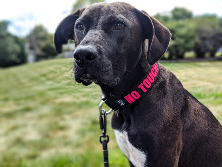 Oakley, an American Pit Bull Terrier and Great Pyrenees mix tested with EmbarkVet.com