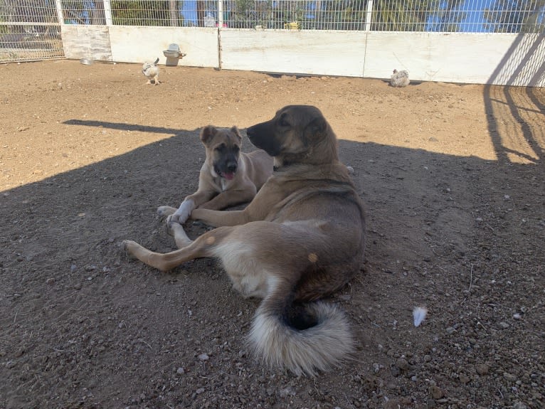 Old Washoe Teter Of Rancho De Lagos, an Armenian Gampr tested with EmbarkVet.com