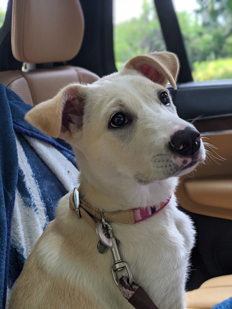Maisy, a German Shepherd Dog and American Pit Bull Terrier mix tested with EmbarkVet.com