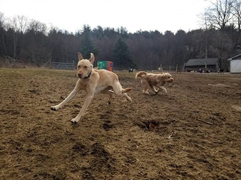 Gus, a Labrador Retriever tested with EmbarkVet.com