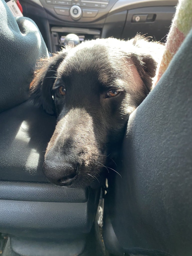 Care Bear Ross, a Labrador Retriever and Australian Cattle Dog mix tested with EmbarkVet.com