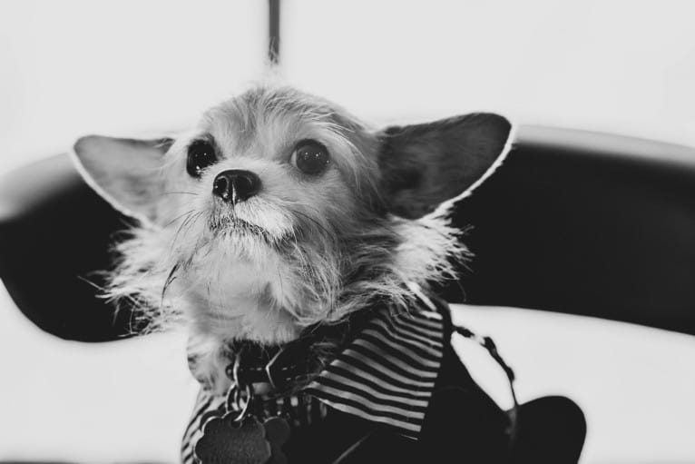 Fritz, a Chihuahua and Pomeranian mix tested with EmbarkVet.com